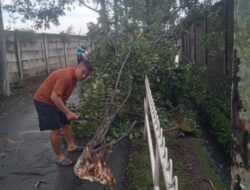 Pohon Eucalyptus Tumbang Saat Hujan Deras, Akses Jalan Pembangunan 6 Karangsari Sempat Tertutup