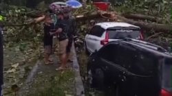 Pohon Tumbang Tutup Jalur Pantura Batang, Sejumlah Kendaraan Tertimpa