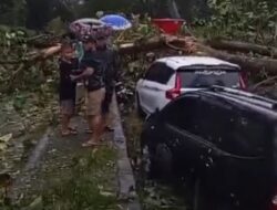 Pohon Tumbang Tutup Jalur Pantura Batang, Sejumlah Kendaraan Tertimpa