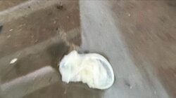 Miris! Temuan Kondom di Apartemen Avennu Batu Ceper Cederai Citra Kota Akhlakul Karimah