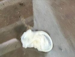 Miris! Temuan Kondom di Apartemen Avennu Batu Ceper Cederai Citra Kota Akhlakul Karimah