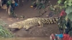 Warga Geger, Seekor Buaya Muncul di Kali Cisadane Tangerang