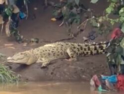 Warga Geger, Seekor Buaya Muncul di Kali Cisadane Tangerang